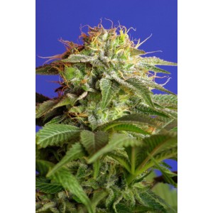 Green Poison Feminised Seeds Green Poison Feminised Seeds