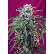 Green Poison Auto Feminised Green Poison Auto Feminised