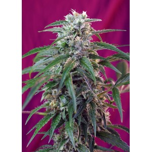 Green Poison Auto Feminised Green Poison Auto Feminised