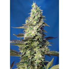 Green Poison XL Auto Feminised Seeds Green Poison XL Auto Feminised Seeds