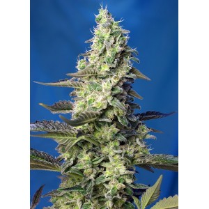Green Poison XL Auto Feminised Seeds Green Poison XL Auto Feminised Seeds