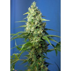 Honey Peach CBD Auto Feminised Seeds Honey Peach CBD Auto Feminised Seeds