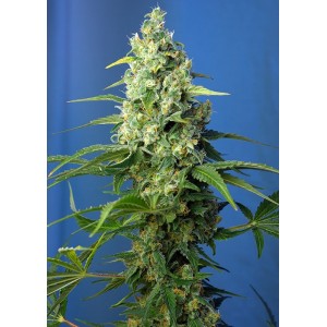 Honey Peach CBD Auto Feminised Seeds Honey Peach CBD Auto Feminised Seeds