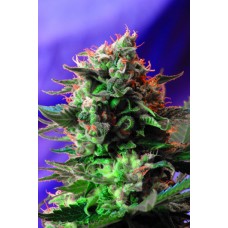 Jack 47 Feminised Seeds Jack 47 Feminised Seeds