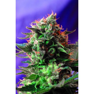 Jack 47 Feminised Seeds Jack 47 Feminised Seeds