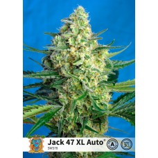 Jack 47 XL Auto Feminised Seeds Jack 47 XL Auto Feminised Seeds