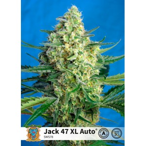 Jack 47 XL Auto Feminised Seeds Jack 47 XL Auto Feminised Seeds