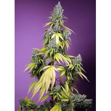 Jet Fuel Mandarine XL Auto Feminised Seeds Jet Fuel Mandarine XL Auto Feminised Seeds