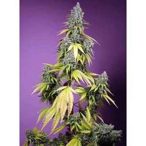 Jet Fuel Mandarine XL Auto Feminised Seeds Jet Fuel Mandarine XL Auto Feminised Seeds