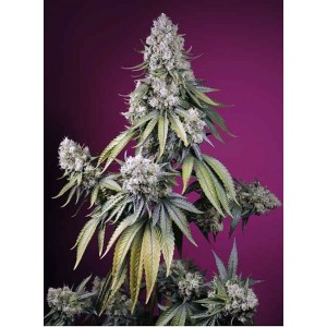 Jealousy Z XL Auto Feminised Seeds Jealousy Z XL Auto Feminised Seeds