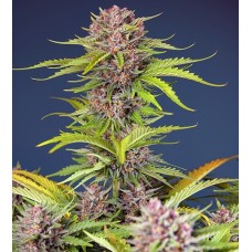 Mimosa Bruce Banner XL Auto Feminised Seeds Mimosa Bruce Banner XL Auto Feminised Seeds