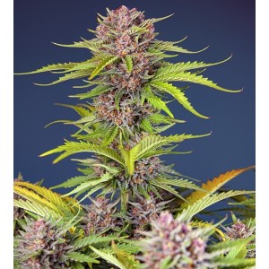 Mimosa Bruce Banner XL Auto Feminised Seeds Mimosa Bruce Banner XL Auto Feminised Seeds