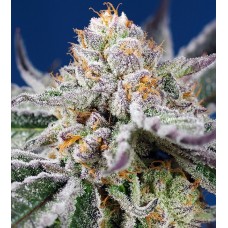 Orange Apricot Glue XL Auto Feminised Seeds Orange Apricot Glue XL Auto Feminised Seeds