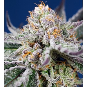 Orange Apricot Glue XL Auto Feminised Seeds