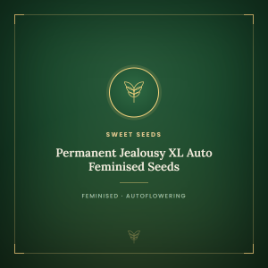 Permanent Jealousy XL Auto Feminised Seeds Permanent Jealousy XL Auto Feminised Seeds
