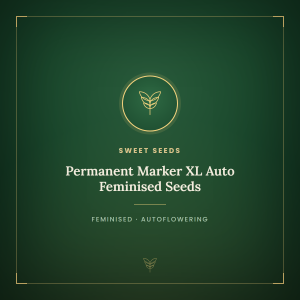 Permanent Marker XL Auto Feminised Seeds Permanent Marker XL Auto Feminised Seeds