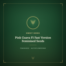 Pink Guava F1 Fast Version Feminised Seeds Pink Guava F1 Fast Version Feminised Seeds