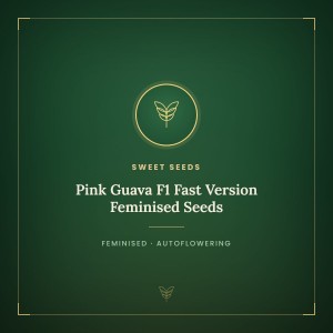 Pink Guava F1 Fast Version Feminised Seeds Pink Guava F1 Fast Version Feminised Seeds