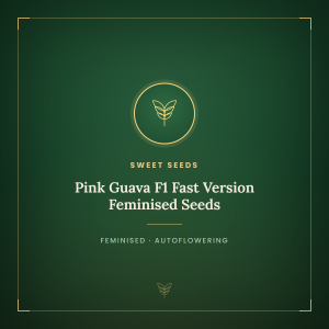 Pink Guava F1 Fast Version Feminised Seeds Pink Guava F1 Fast Version Feminised Seeds