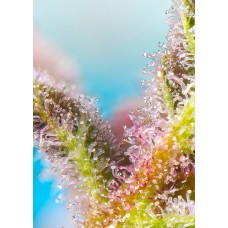 Purple Punch OG Feminised Seeds Purple Punch OG Feminised Seeds