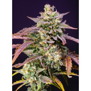 Purple Punch OG XL Auto Feminised Seeds Purple Punch OG XL Auto Feminised Seeds