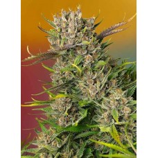 Papaya Zoap Auto Feminised Seeds Papaya Zoap Auto Feminised Seeds