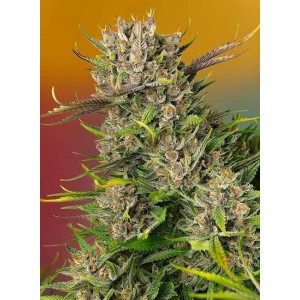 Papaya Zoap Auto Feminised Seeds Papaya Zoap Auto Feminised Seeds