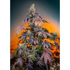 Red Gorilla Girl XL Auto Feminised Seeds Red Gorilla Girl XL Auto Feminised Seeds
