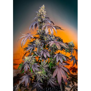 Red Gorilla Girl XL Auto Feminised Seeds Red Gorilla Girl XL Auto Feminised Seeds