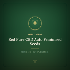 Red Pure CBD Auto Feminised Seeds Red Pure CBD Auto Feminised Seeds