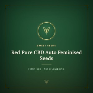 Red Pure CBD Auto Feminised Seeds Red Pure CBD Auto Feminised Seeds