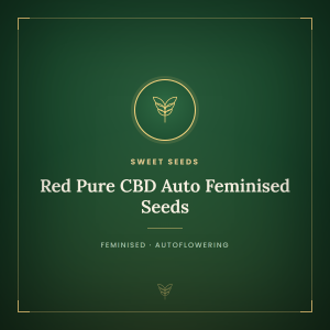 Red Pure CBD Auto Feminised Seeds Red Pure CBD Auto Feminised Seeds