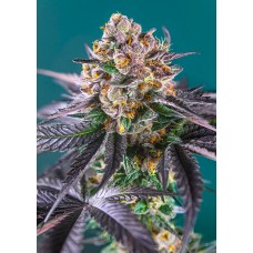 Red Strawberry Banana Auto Feminised Seeds Red Strawberry Banana Auto Feminised Seeds