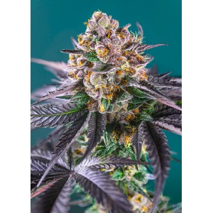 Red Strawberry Banana Auto Feminised Seeds Red Strawberry Banana Auto Feminised Seeds