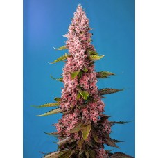 Red Hot Cookies Feminised Seeds Red Hot Cookies Feminised Seeds
