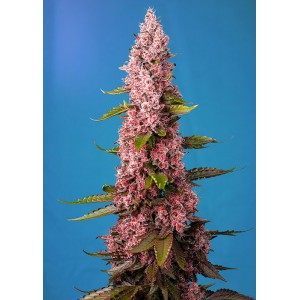 Red Hot Cookies Feminised Seeds Red Hot Cookies Feminised Seeds
