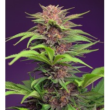 Red Mimosa XL Auto Feminised Seeds Red Mimosa XL Auto Feminised Seeds