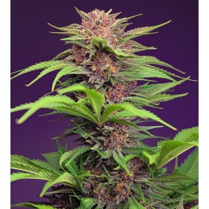 Red Mimosa XL Auto Feminised Seeds Red Mimosa XL Auto Feminised Seeds
