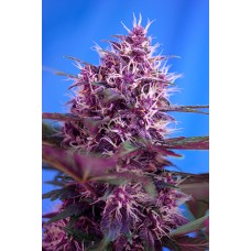 Red Poison Auto Feminised Seeds Red Poison Auto Feminised Seeds