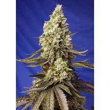 Runtz XL Auto Feminised Seeds Runtz XL Auto Feminised Seeds