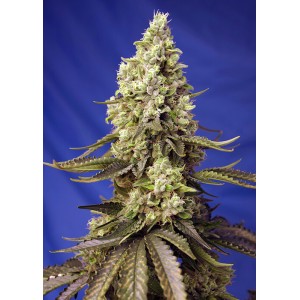 Runtz XL Auto Feminised Seeds Runtz XL Auto Feminised Seeds