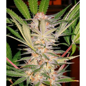 S.A.D. Sweet Afghani Delicious S1 Feminised Seeds S.A.D. Sweet Afghani Delicious S1 Feminised Seeds