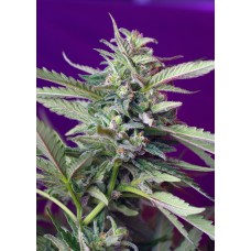 S.A.D. Auto Feminised Seeds S.A.D. Auto Feminised Seeds