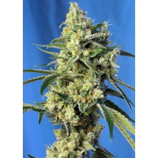 Sweet Amnesia Haze Feminised Seeds Sweet Amnesia Haze Feminised Seeds