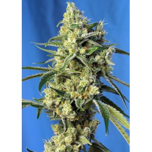 Sweet Amnesia Haze Feminised Seeds Sweet Amnesia Haze Feminised Seeds
