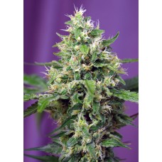 Sweet Amnesia Haze XL Auto Feminised Seeds Sweet Amnesia Haze XL Auto Feminised Seeds