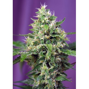Sweet Amnesia Haze XL Auto Feminised Seeds Sweet Amnesia Haze XL Auto Feminised Seeds