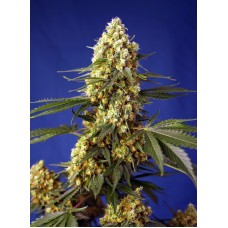 Strawberry Banana Gelato XL Auto Feminised Seeds Strawberry Banana Gelato XL Auto Feminised Seeds