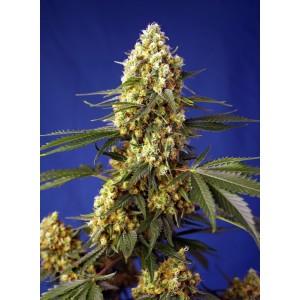 Strawberry Banana Gelato XL Auto Feminised Seeds Strawberry Banana Gelato XL Auto Feminised Seeds