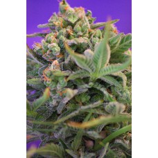 Sweet Cheese Feminised Seeds Sweet Cheese Feminised Seeds